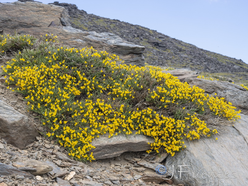 Cytisus galianoi.18