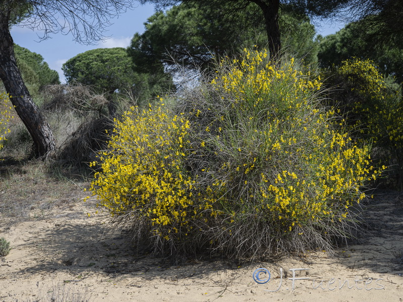 Cytisus grandiflorus cabezudoi.02