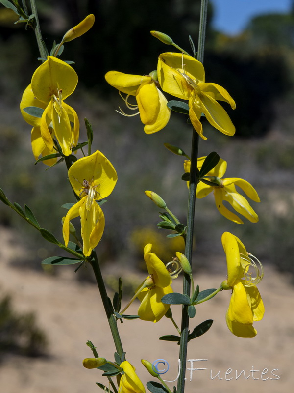 Cytisus grandiflorus cabezudoi.05