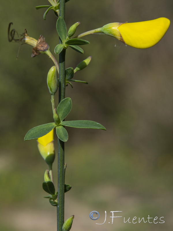 Cytisus grandiflorus cabezudoi.06