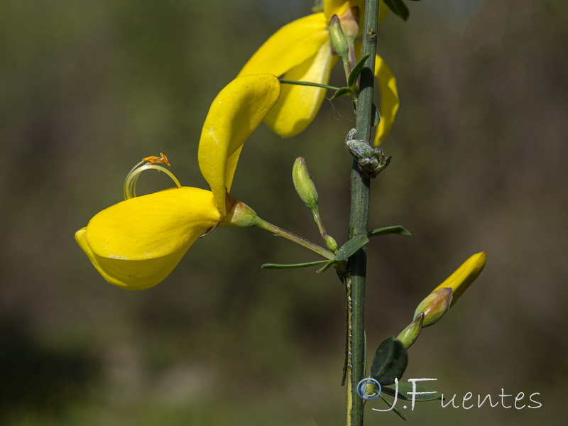 Cytisus grandiflorus cabezudoi.07