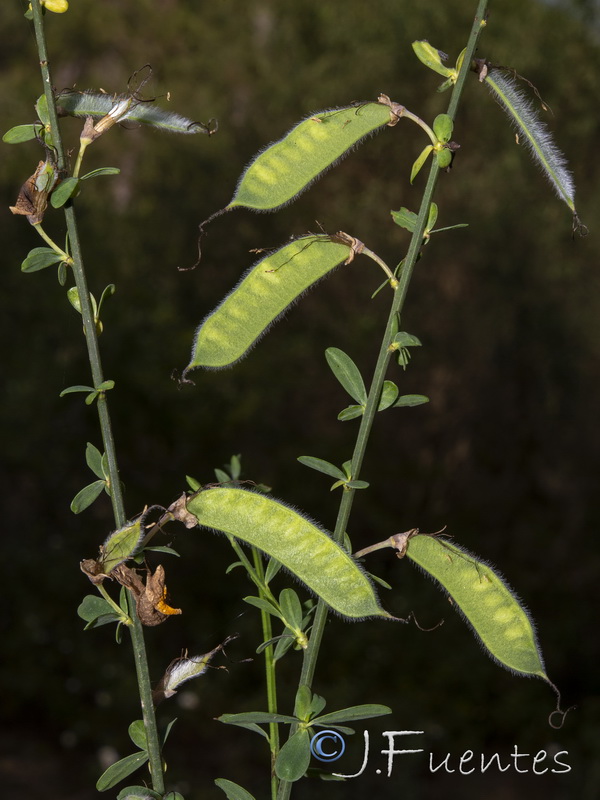 Cytisus grandiflorus cabezudoi.09