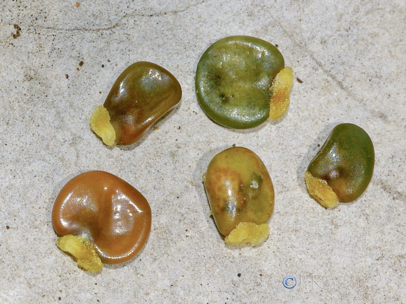 Cytisus grandiflorus grandiflorus.11