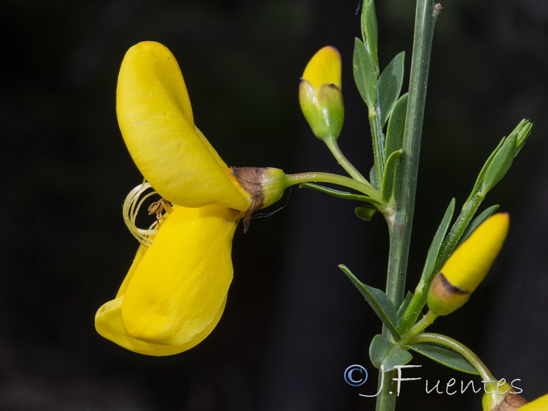 Cytisus grandiflorus grandiflorus.13