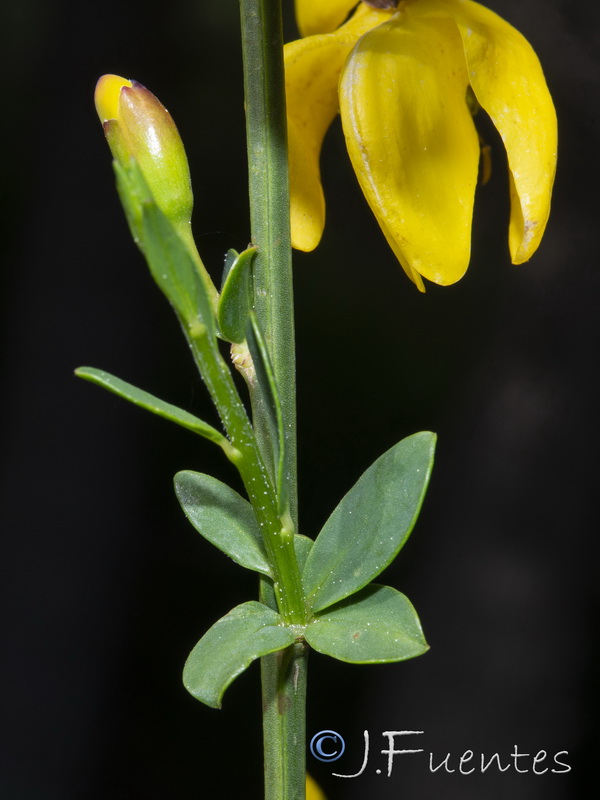 Cytisus grandiflorus grandiflorus.14