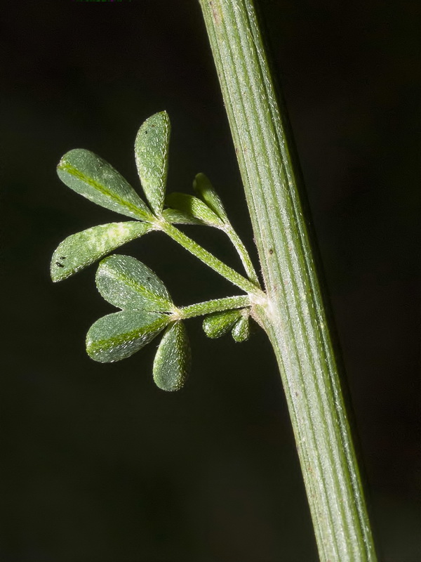 Cytisus malacitanus.03