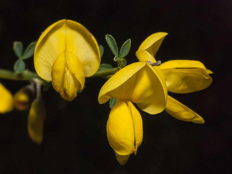 Cytisus malacitanus.14