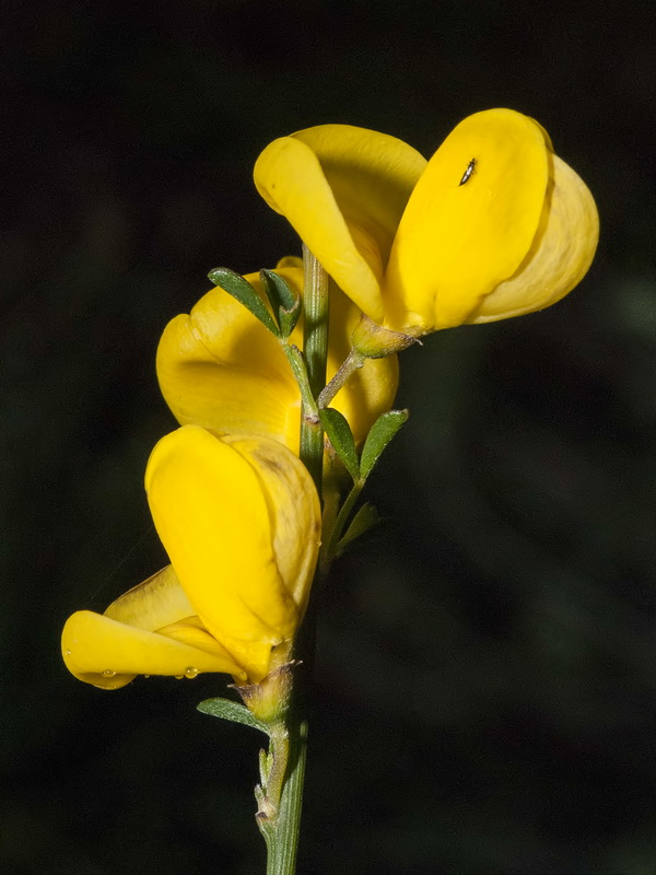 Cytisus malacitanus.16