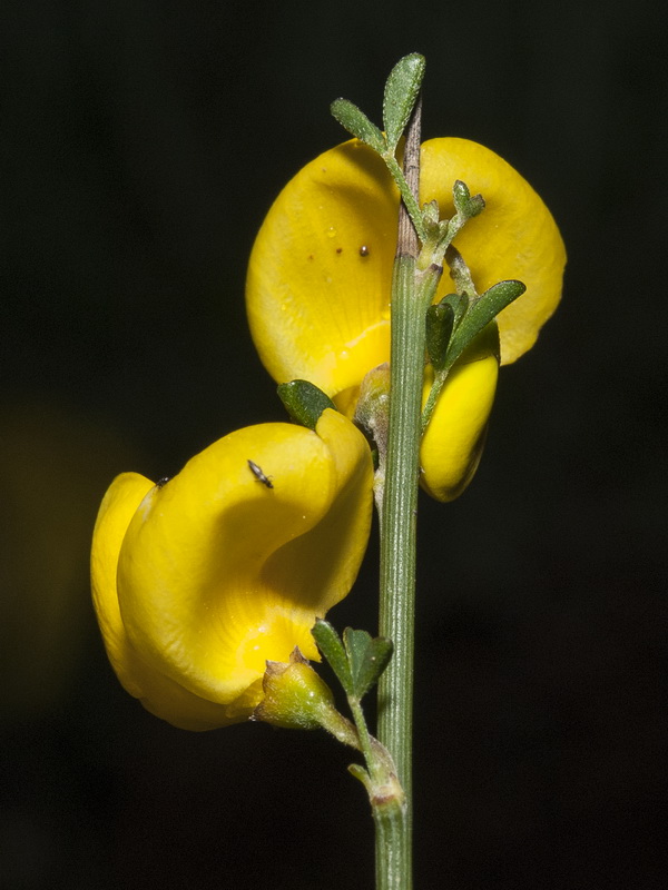 Cytisus malacitanus.17