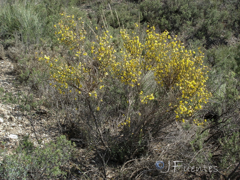 Cytisus malacitanus.28