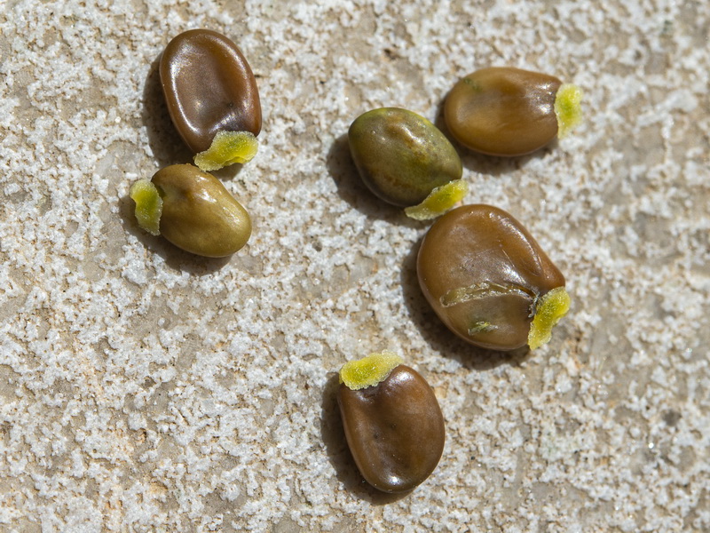 Cytisus scoparius scoparius.01