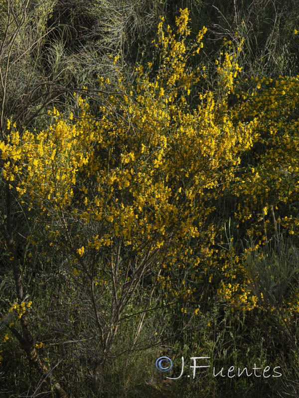 Cytisus scoparius scoparius.02