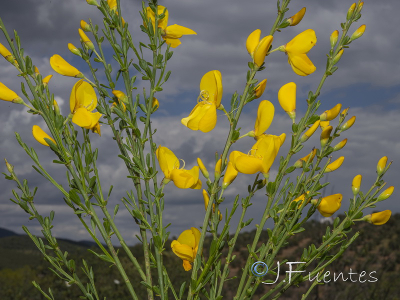 Cytisus scoparius scoparius.04