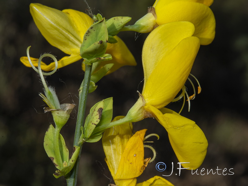 Cytisus scoparius scoparius.08