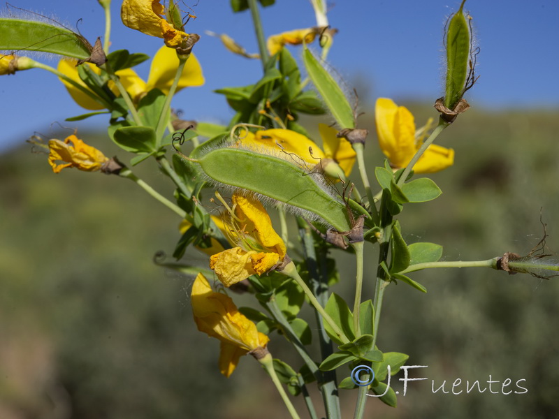 Cytisus scoparius scoparius.11