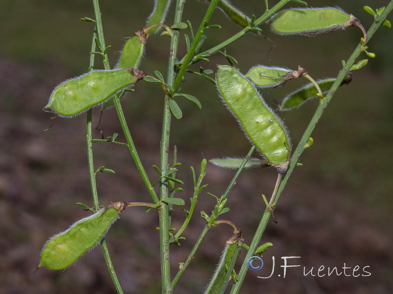 Cytisus scoparius scoparius.12