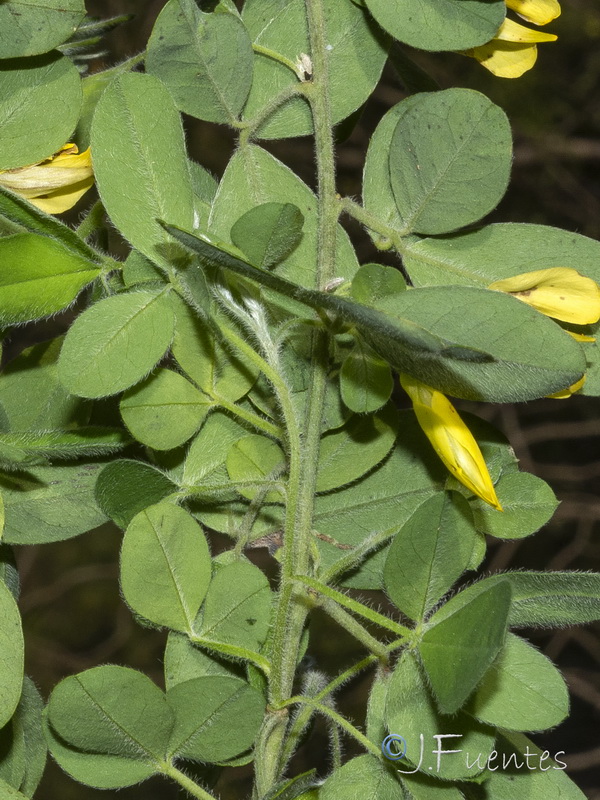 Cytisus villosus.02