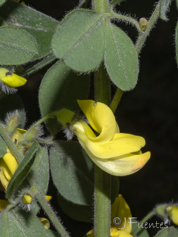 Cytisus villosus.13