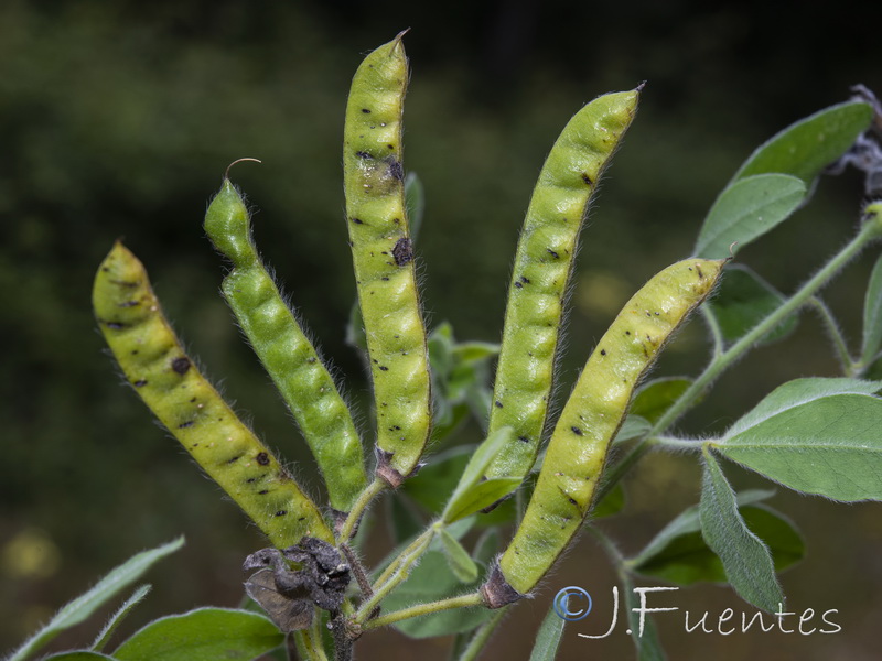 Cytisus villosus.16