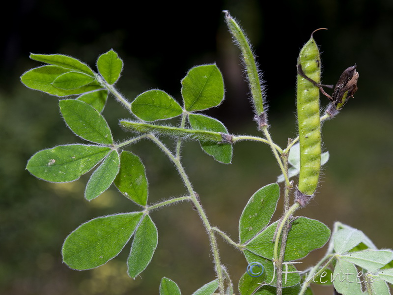 Cytisus villosus.17