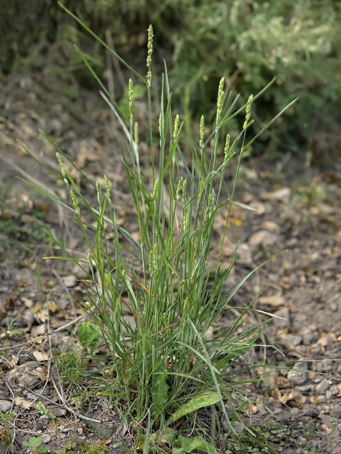 Dactylis glomerata glomerata.01a