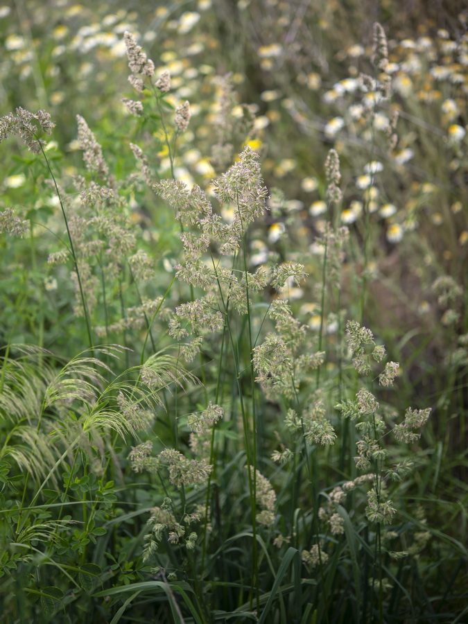 Dactylis glomerata glomerata.02a