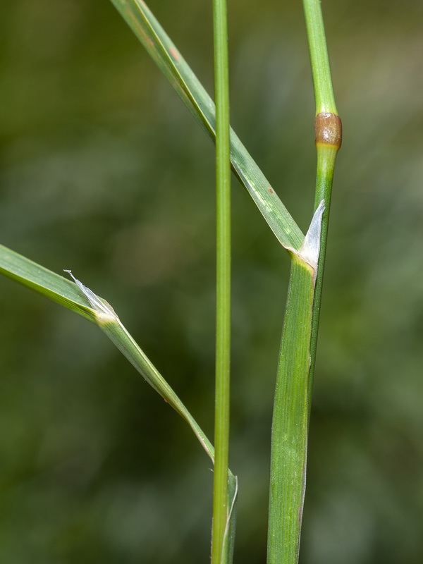 Dactylis glomerata glomerata.03