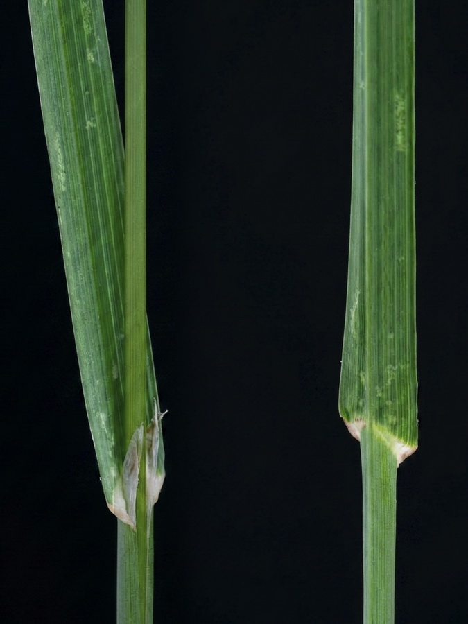 Dactylis glomerata glomerata.03a