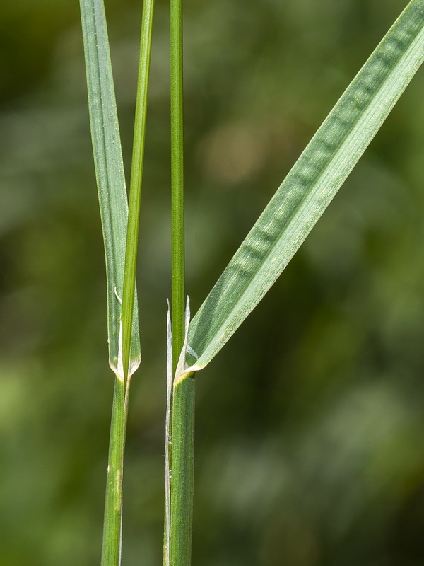 Dactylis glomerata glomerata.04