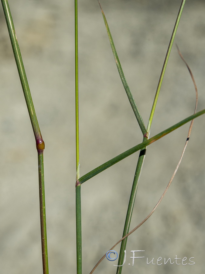 Dactylis glomerata glomerata.04a