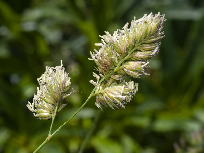 Dactylis glomerata glomerata.06