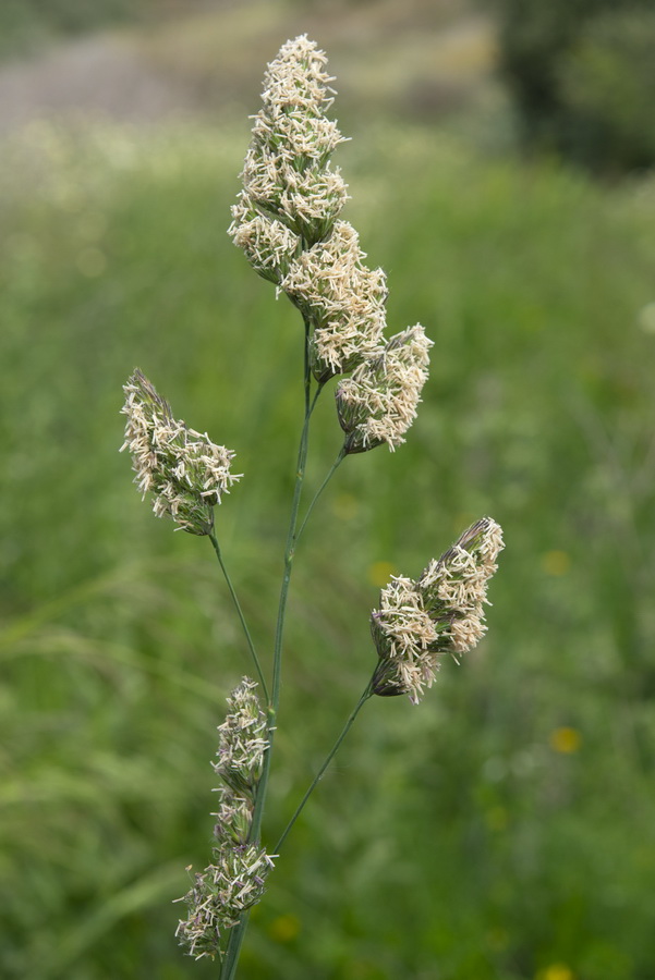 Dactylis glomerata glomerata.06a