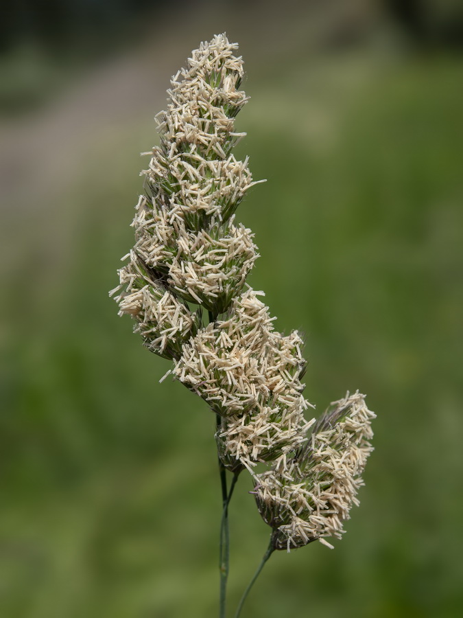 Dactylis glomerata glomerata.07a