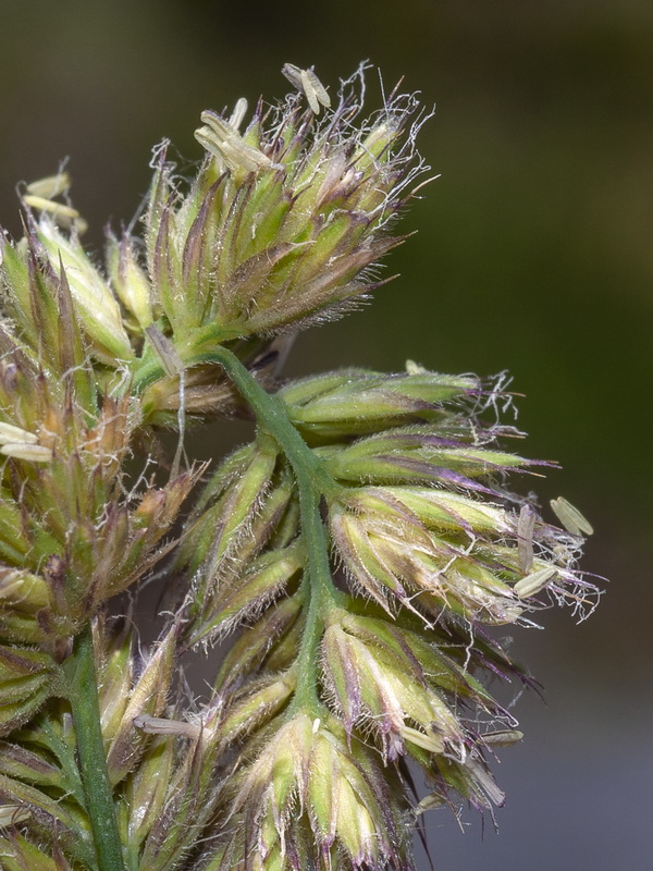Dactylis glomerata glomerata.09