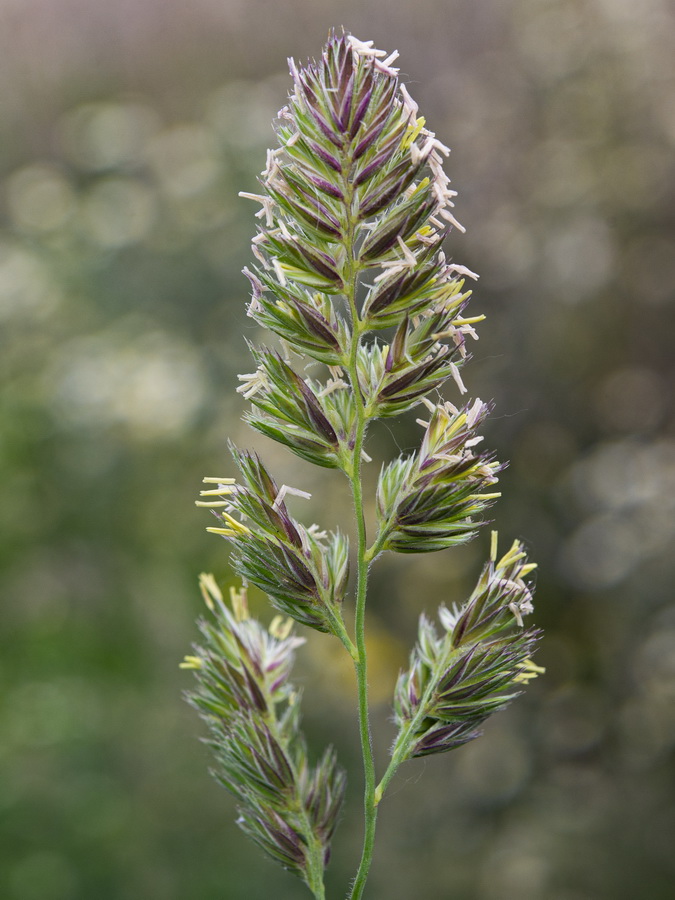 Dactylis glomerata glomerata.09a