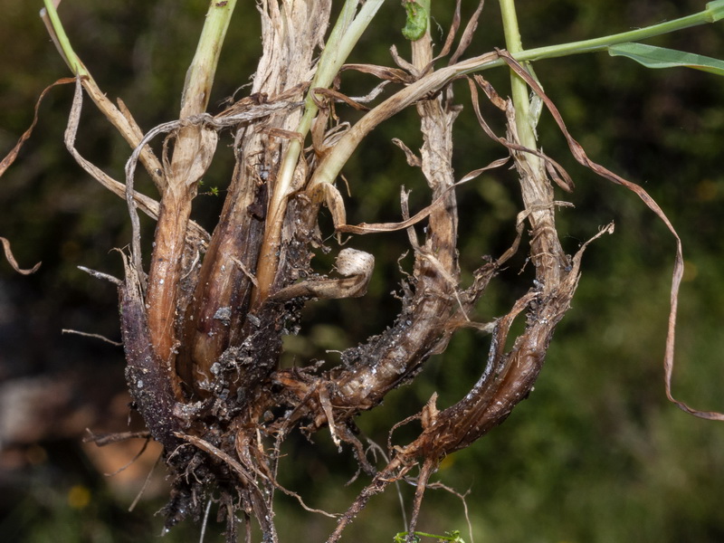 Dactylis glomerata glomerata.11