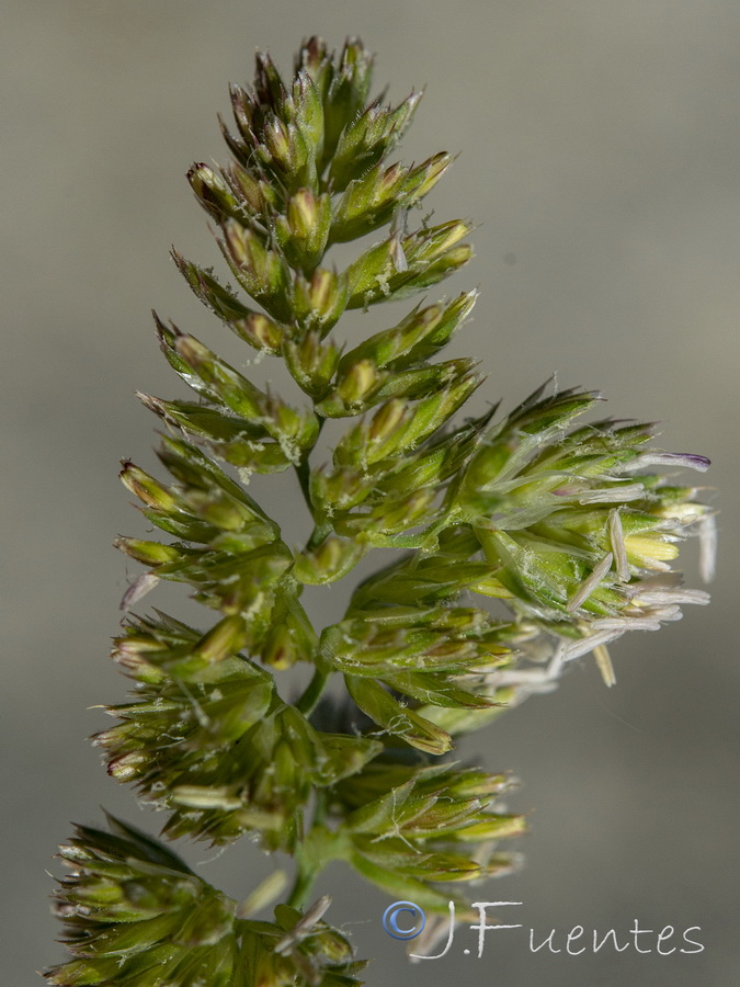 Dactylis glomerata glomerata.11a