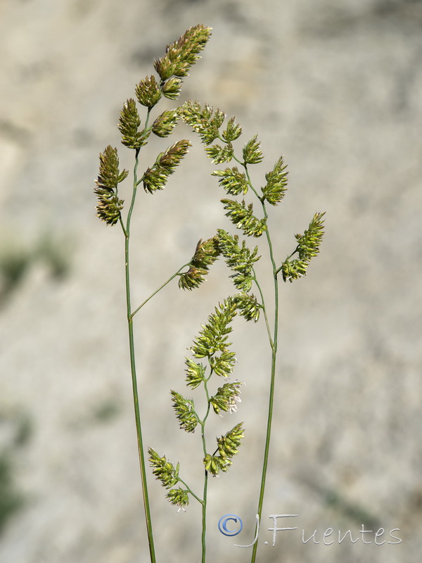 Dactylis glomerata glomerata.12