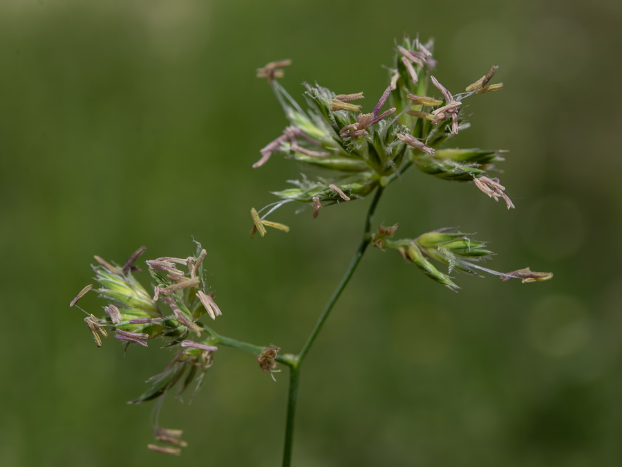 Dactylis glomerata glomerata.13a