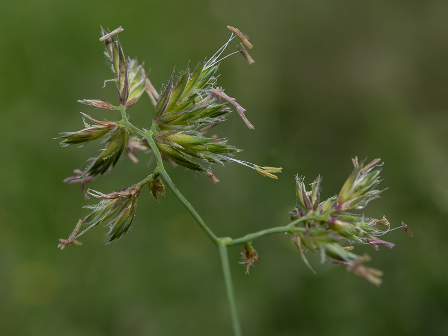 Dactylis glomerata glomerata.14a