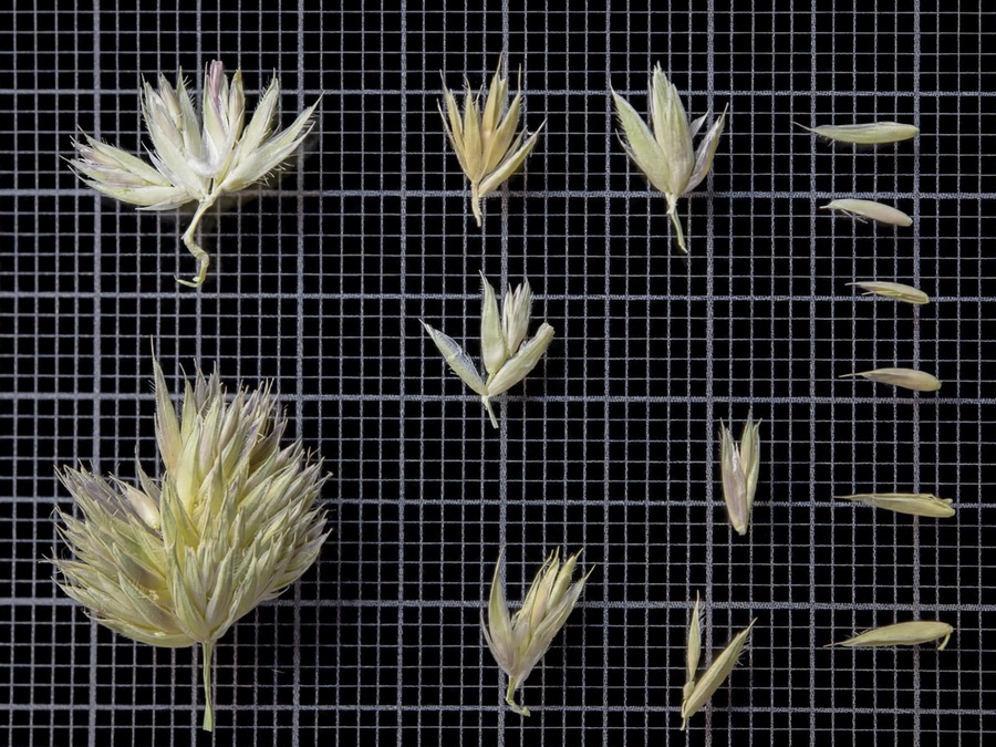 Dactylis glomerata glomerata.15a