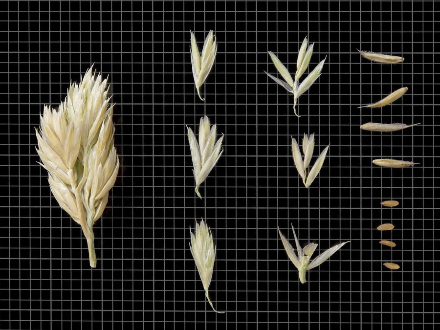 Dactylis glomerata hispanica.00b