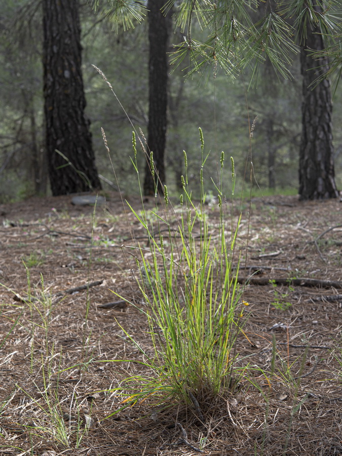 Dactylis glomerata hispanica.01a