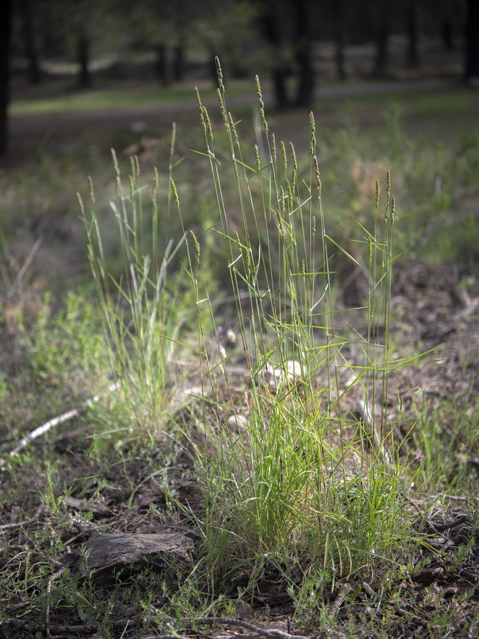 Dactylis glomerata hispanica.02a