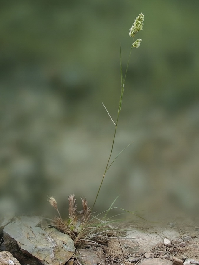 Dactylis glomerata hispanica.03a