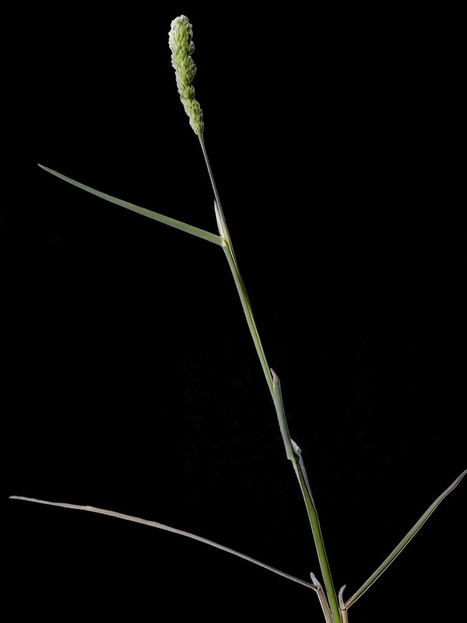 Dactylis glomerata hispanica.04a