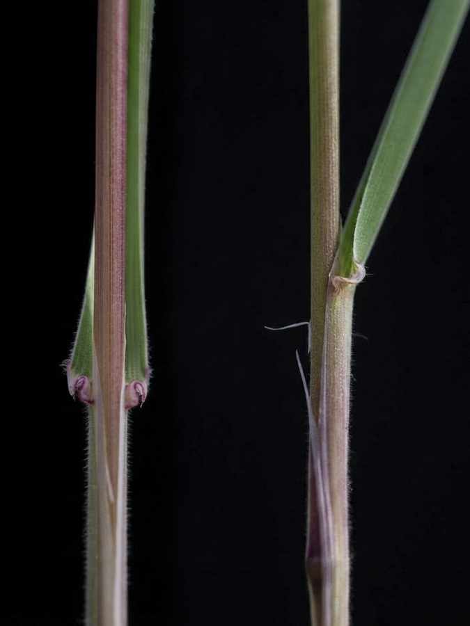 Dactylis glomerata hispanica.05a