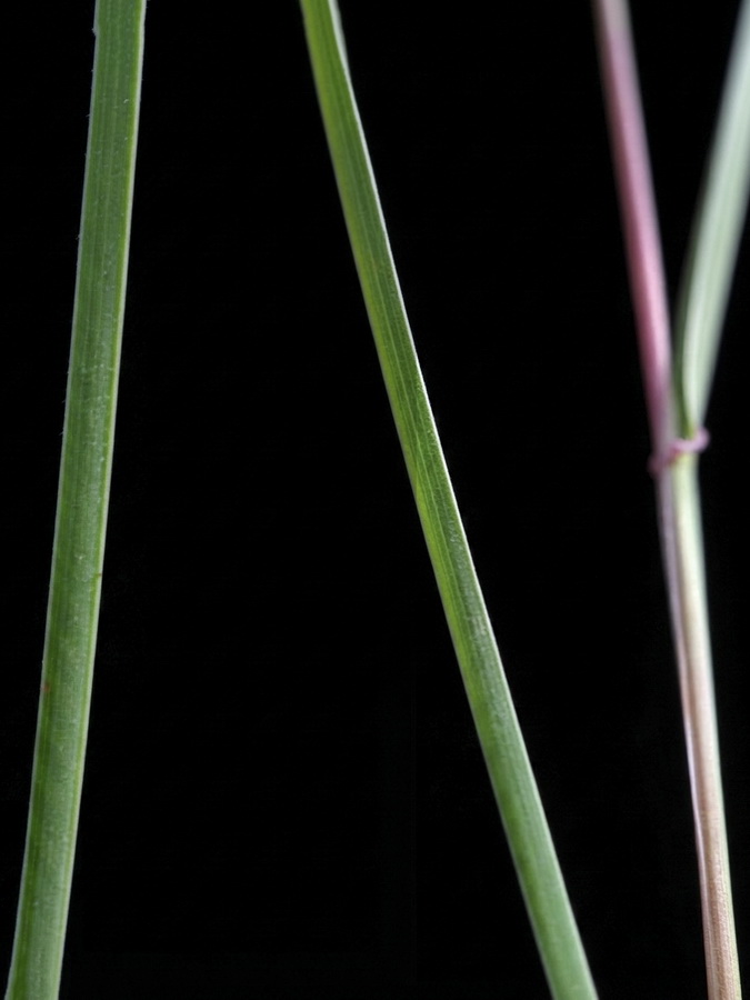Dactylis glomerata hispanica.06a