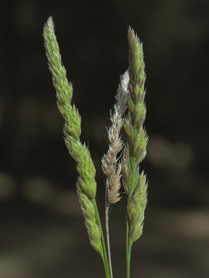 Dactylis glomerata hispanica.07a