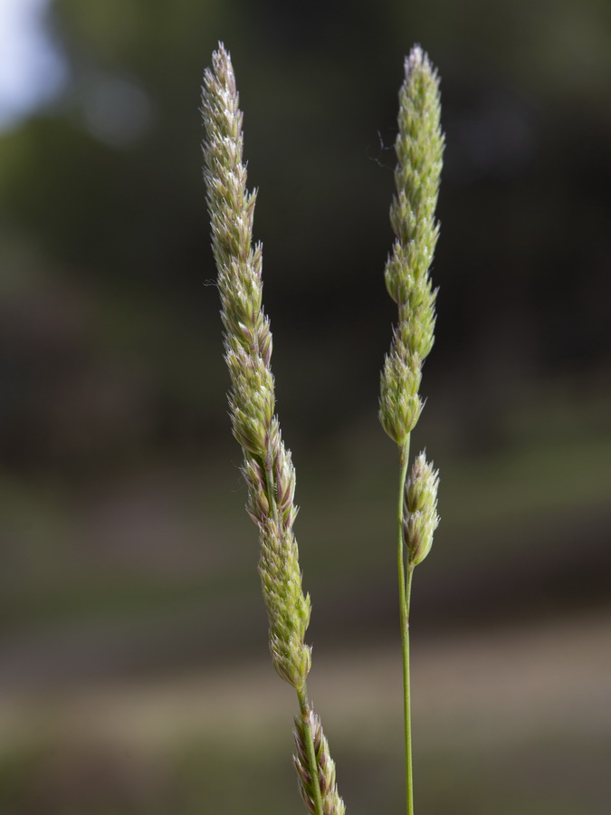 Dactylis glomerata hispanica.08a